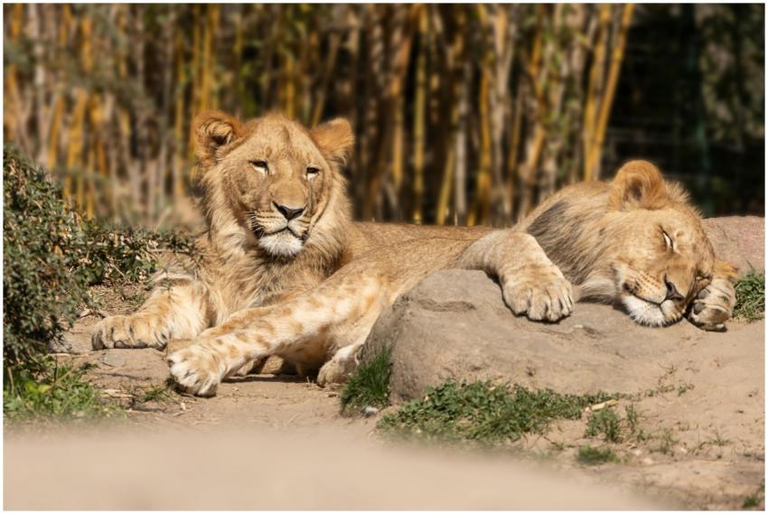 Two lions basking in the sun at Leipzig Zoo, showc