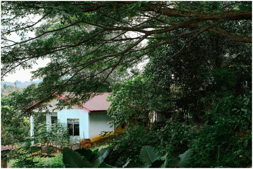 Rural House Lush Green
