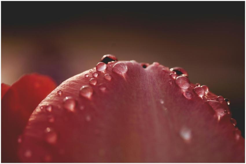 Macro photograph capturing dewdrops on a vibrant r