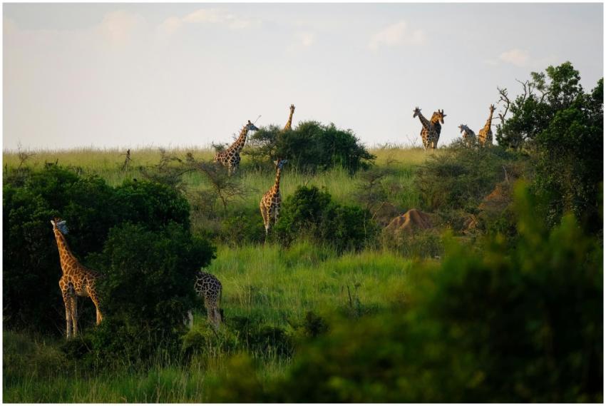 A group of giraffes grazing in the lush grassland