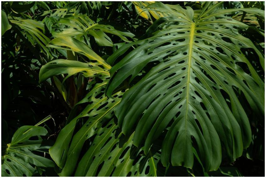 Dense foliage of Monstera leaves in a tropical set