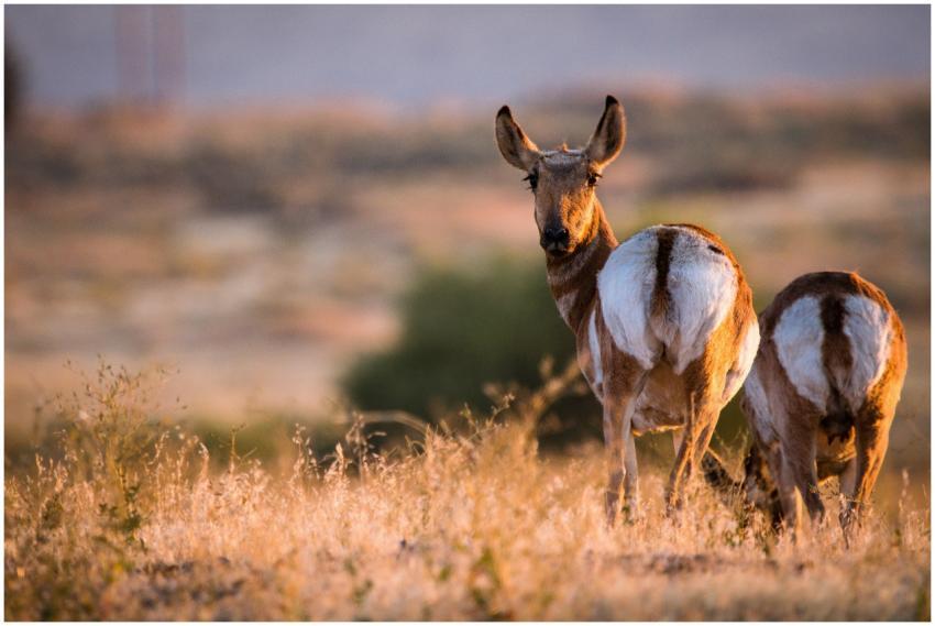 Two pronghorn antelope captured grazing in a sunli