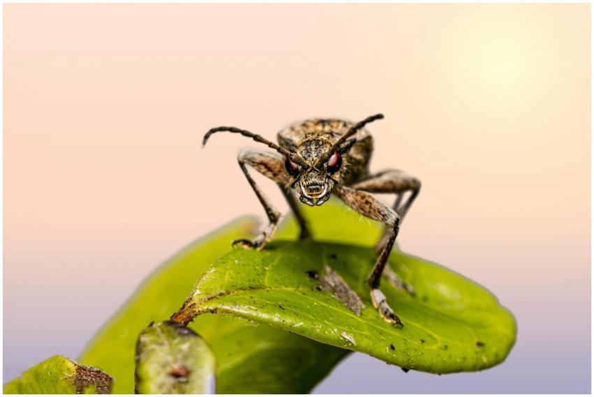Close-up of a Black-Spotted Longhorn Beetle (Rhagi
