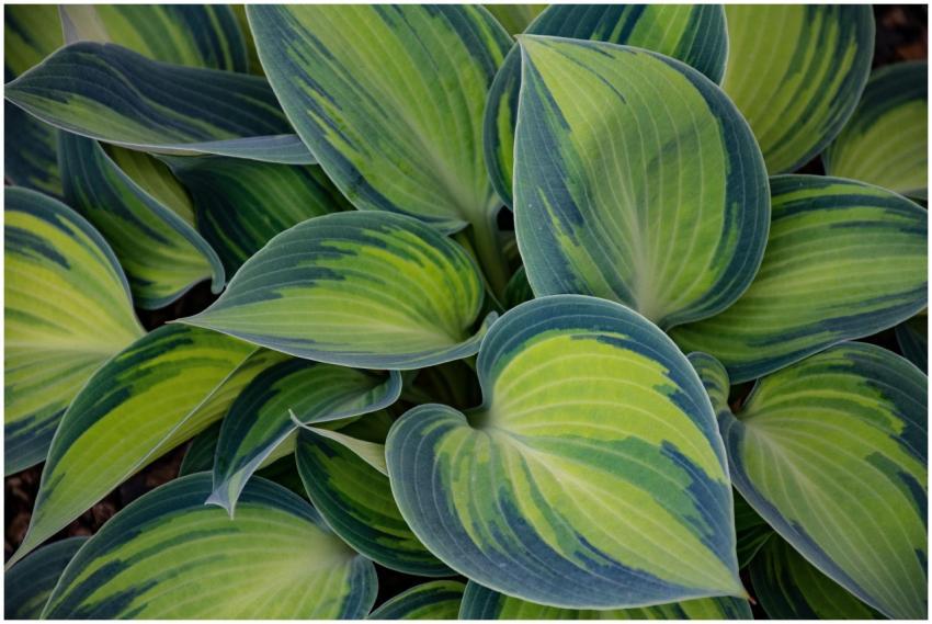 Detailed close-up of vibrant green hosta leaves sh