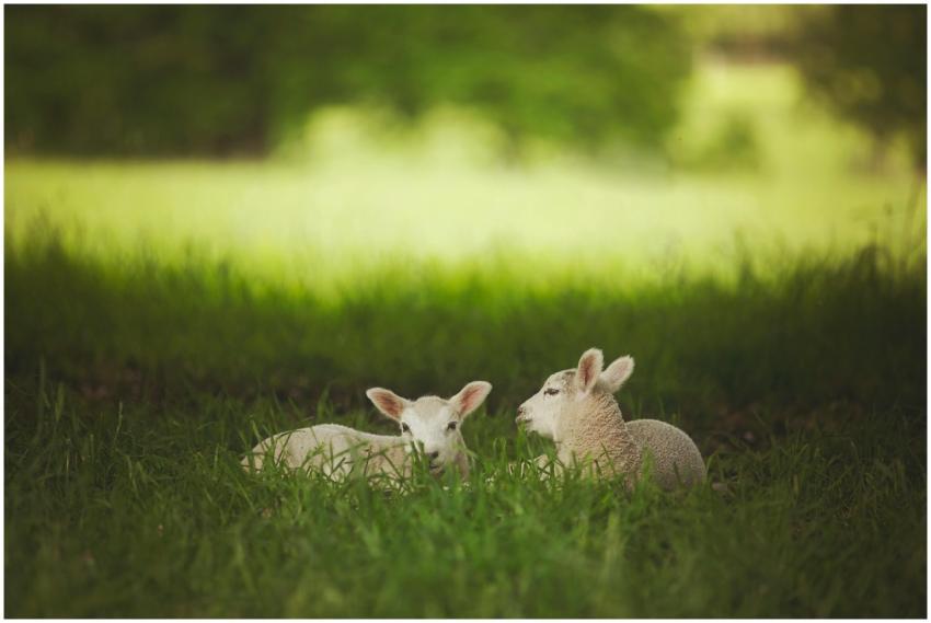 Two cute lambs resting on lush green grass in dayl