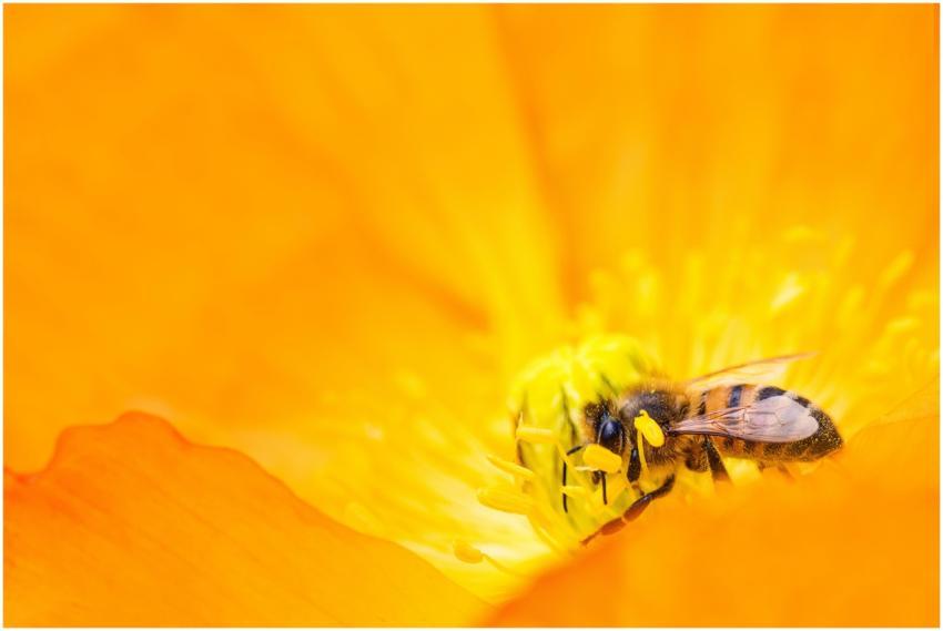 A detailed macro shot of a bee pollinating a brigh