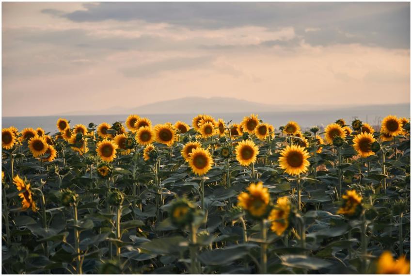 A vibrant sunflower field under a warm sunset sky,