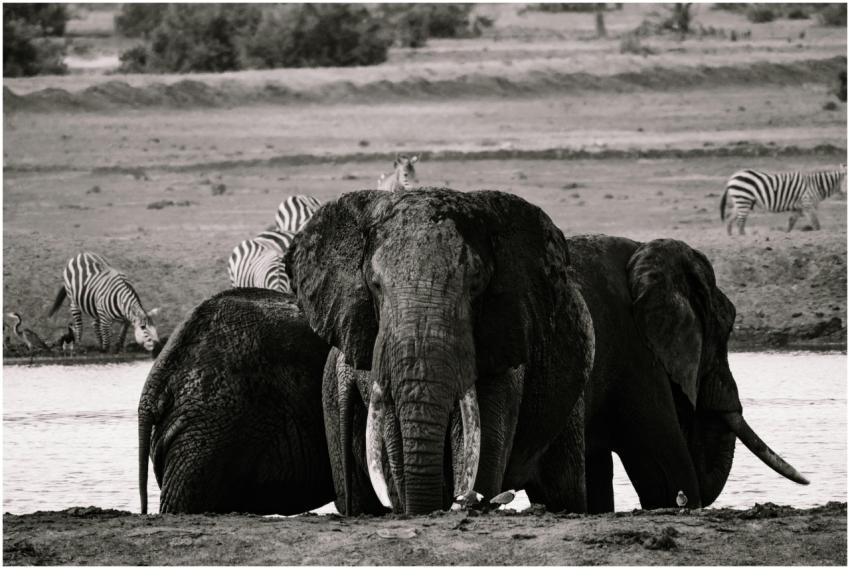 Black and white close-up of elephants and zebras a