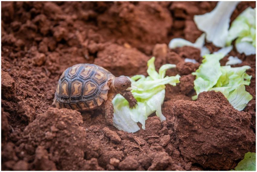 A small tortoise feeding on lettuce amidst rich br