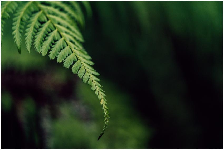 A detailed view of a lush green fern leaf capturin