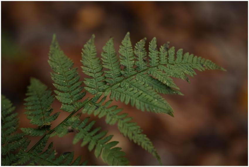 Free stock photo of fern, fern leaf, green leaf