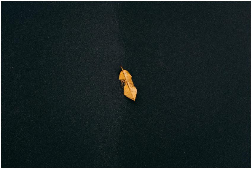 Minimalist photo of a single yellow leaf on a dark