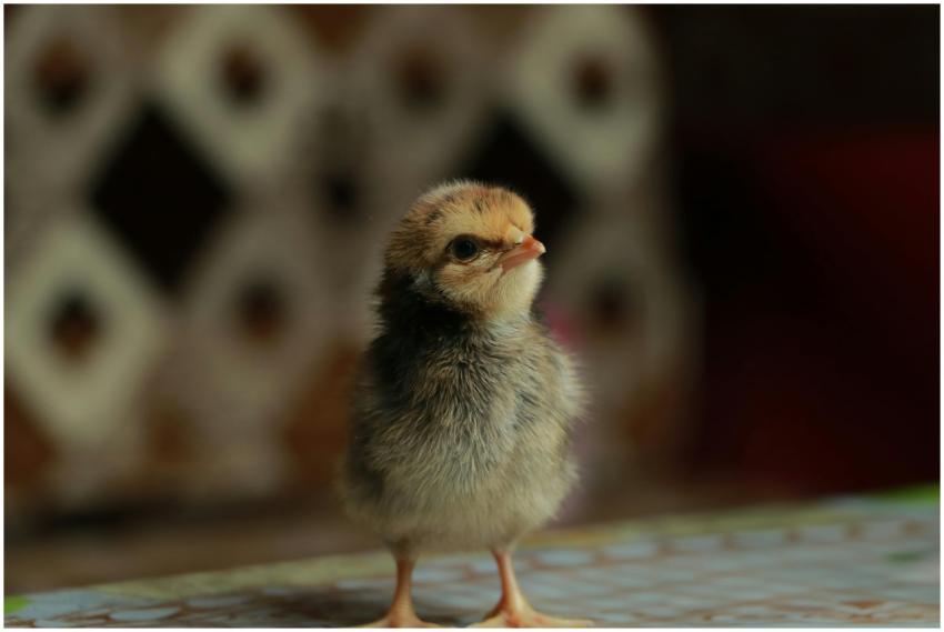 Close-up of a cute chick with a blurred background