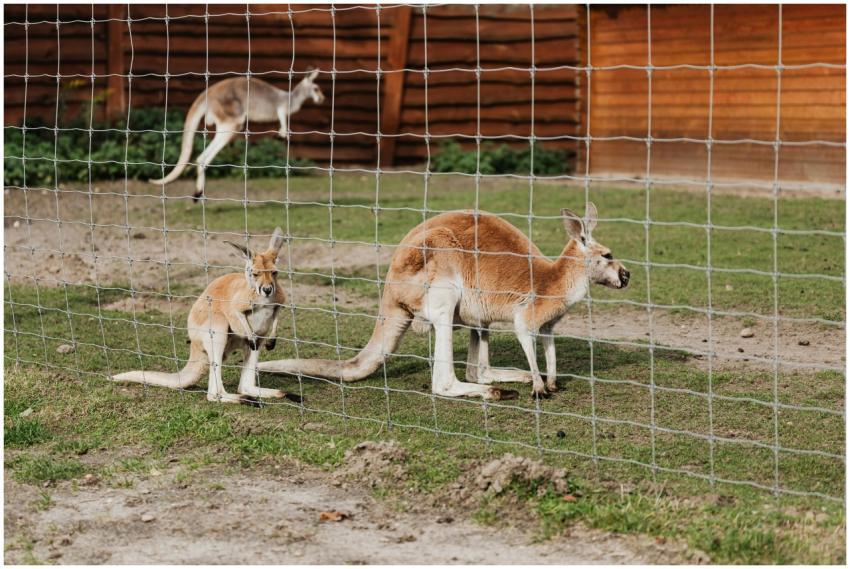 Group of red kangaroos in a zoo enclosure with vis