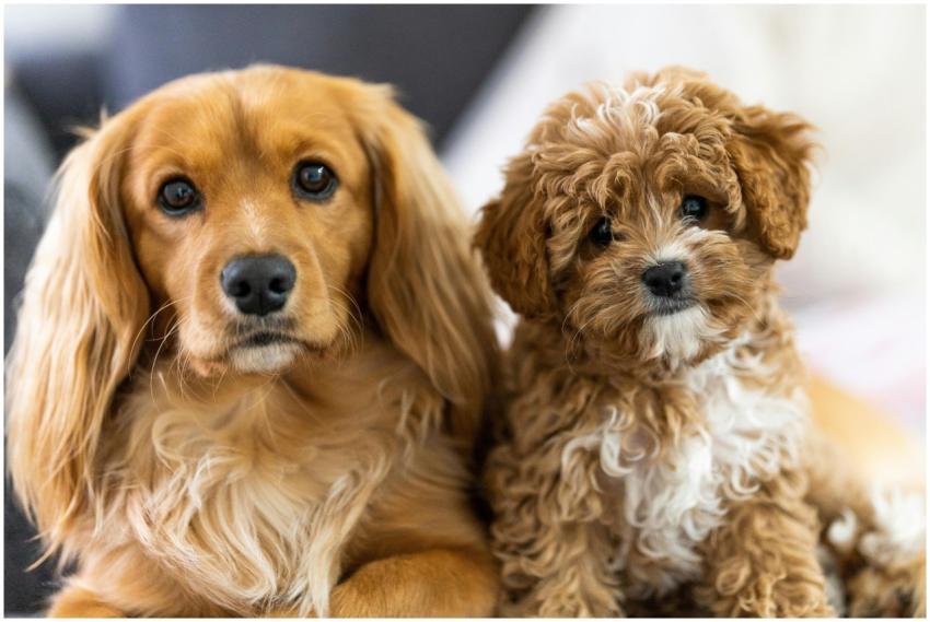 Cute close-up of two adorable puppies. Perfect for