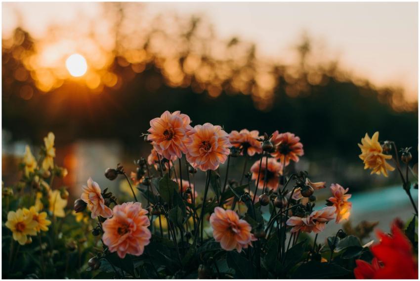 A stunning capture of dahlia flowers glowing under