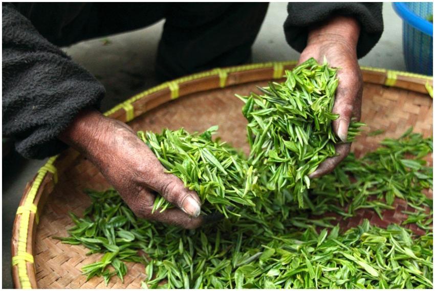 Hands carefully selecting fresh green tea leaves i