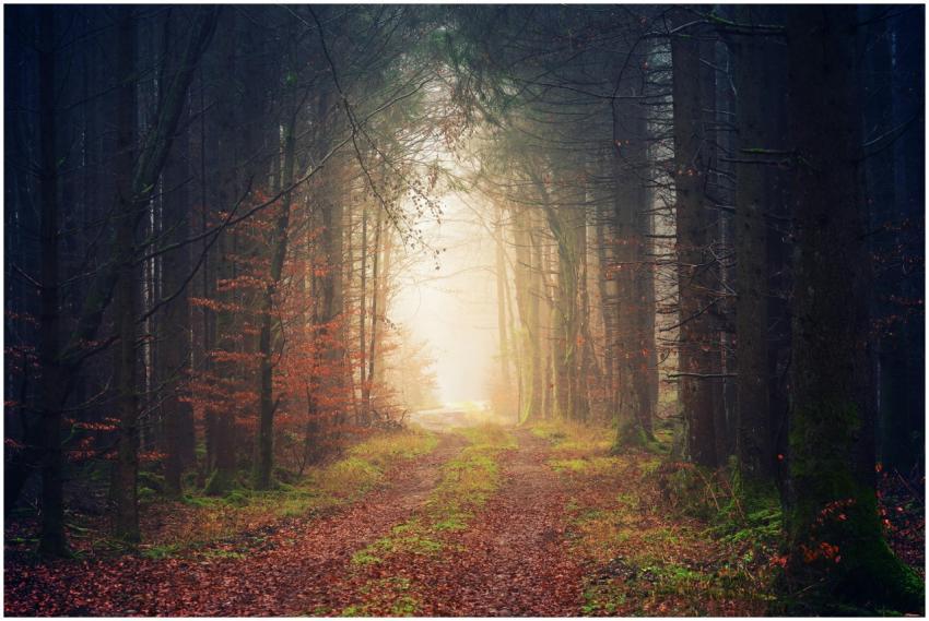 Enchanting view of a misty forest pathway during a