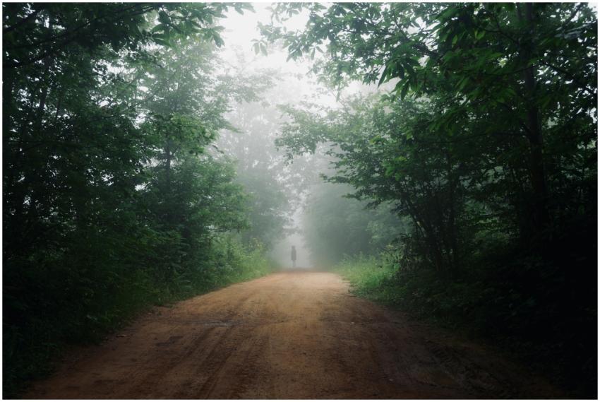 A solitary person walks down a foggy forest path,