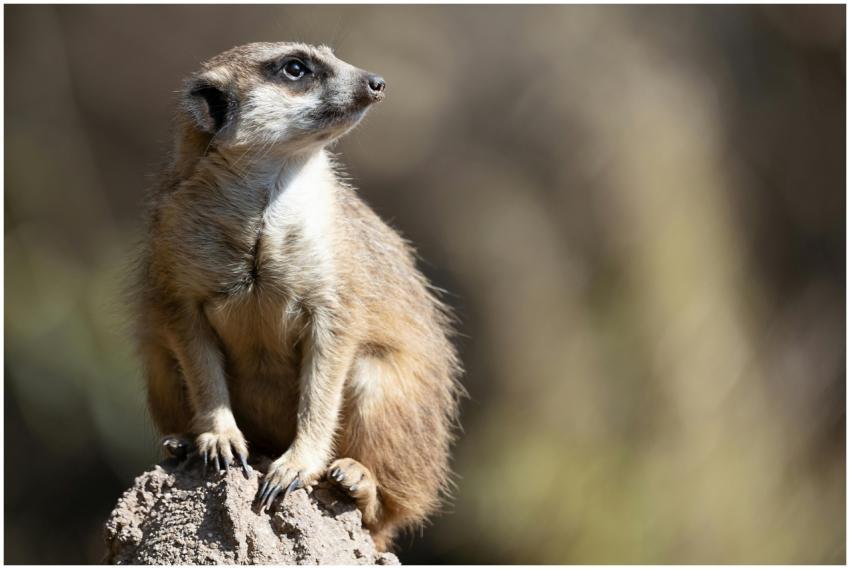 A meerkat perched on a rock, attentively surveying