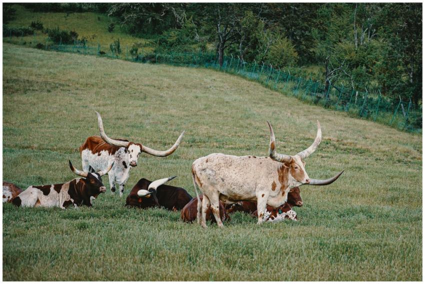 Beautiful Longhorn cattle relaxing in a lush, gree