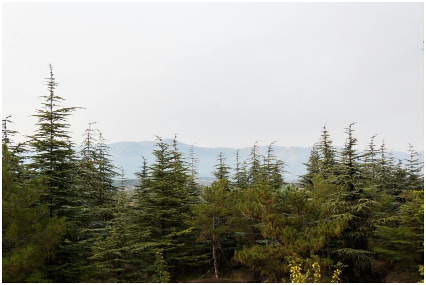 Tranquil evergreen forest with distant mountain ra