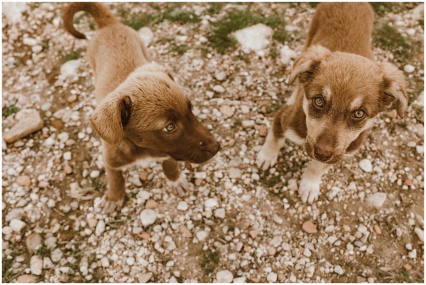 Two cute puppies playing on a rocky, grassy terrai