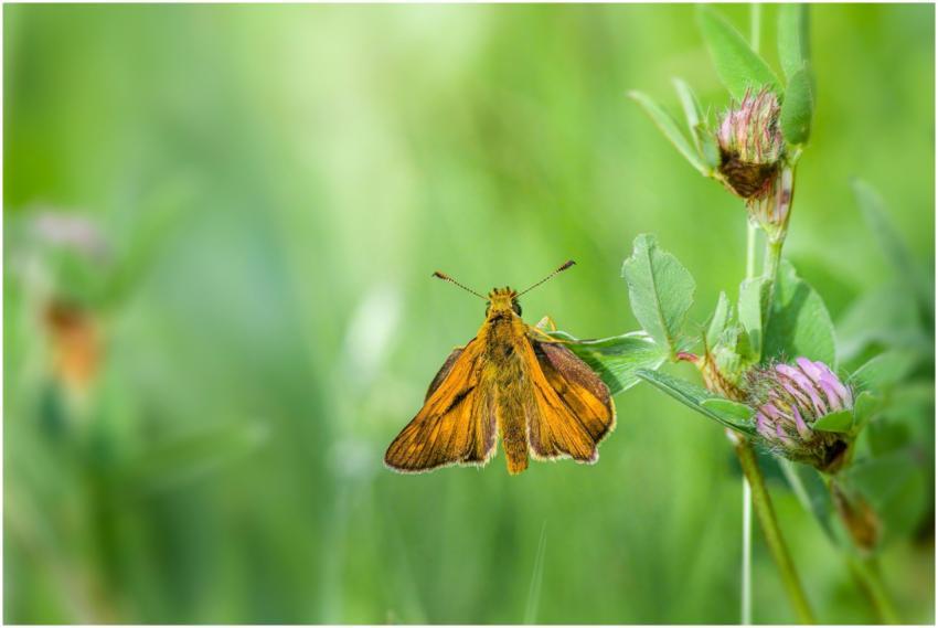 A colorful butterfly perched on a green leaf amids
