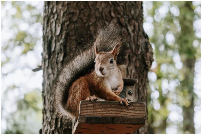 Close-up of a squirrel perched on a tree stump in