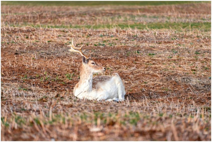 Serene image of a fallow deer lying in a field dur