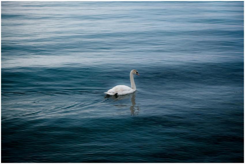 A graceful swan glides peacefully across a calm bl