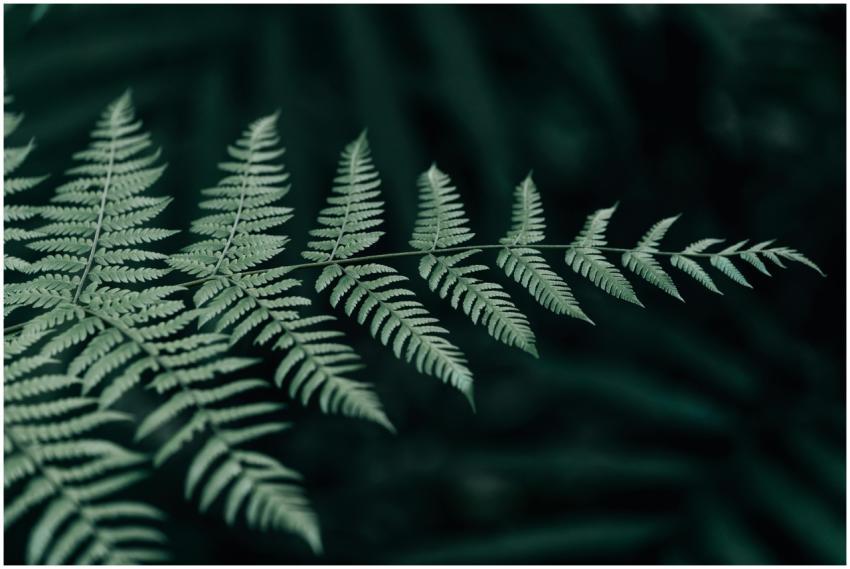 A detailed shot of a fern leaf showcasing intricat