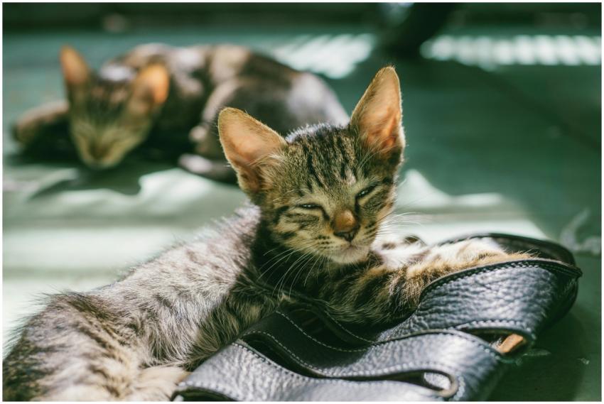 Two adorable kittens enjoy a sunny nap indoors, re