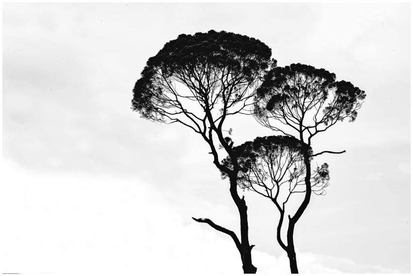 Monochrome silhouette of trees with intricate bran