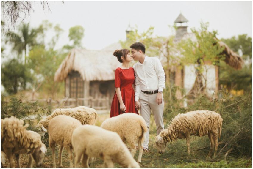 A couple poses romantically among sheep in a rural
