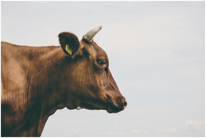 Close-up side view of a brown cow with a horn, tag