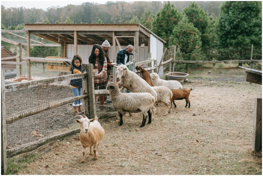 A family enjoys feeding goats and sheep at a pictu