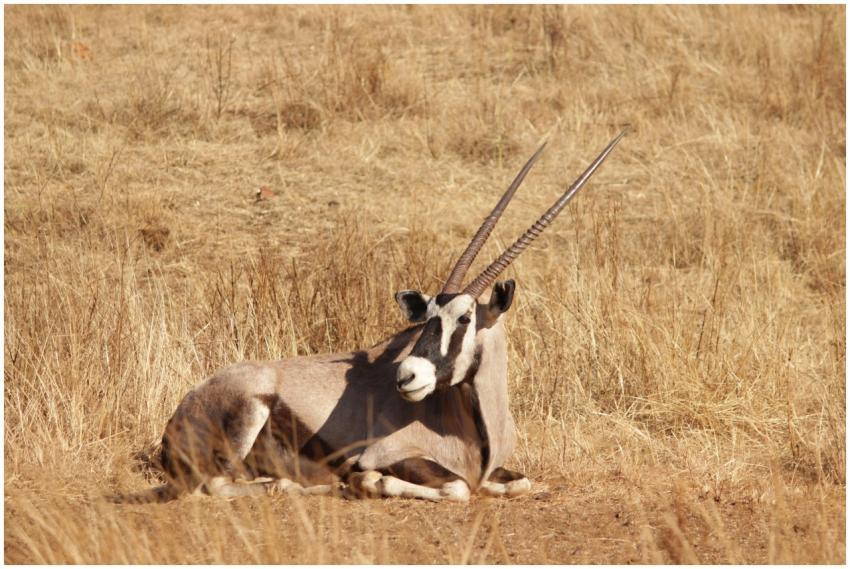 A solitary gemsbok rests in the sunlit grasslands