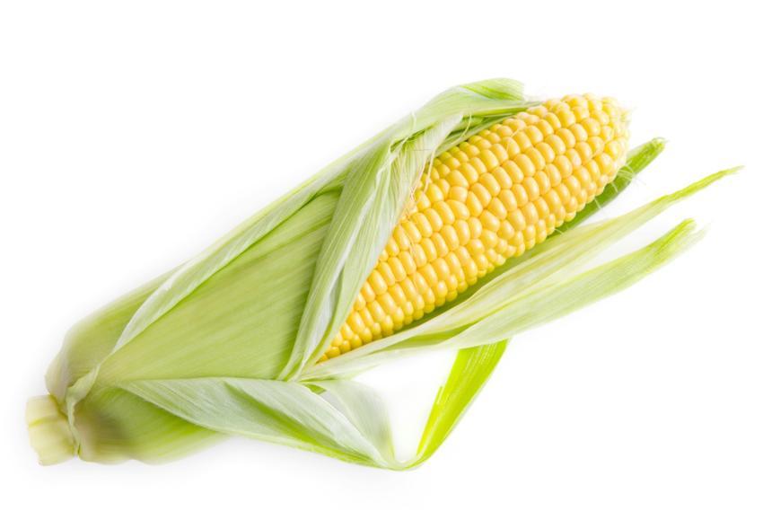 Close-up of a fresh yellow corn cob partially husk
