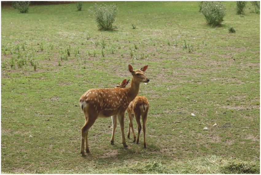 A pair of spotted deer standing gracefully in a gr