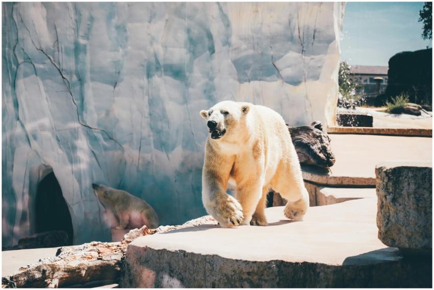Captivating scene of polar bears in a zoo habitat,