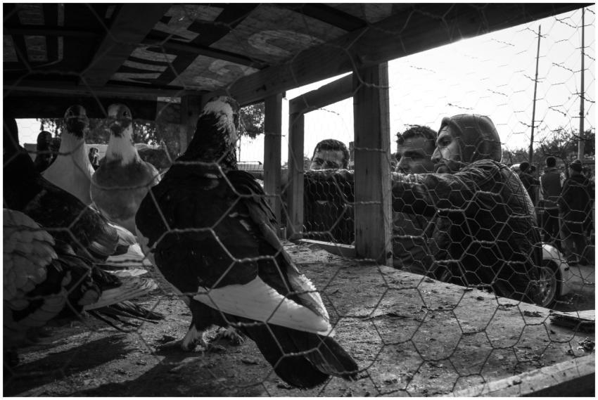 Men examining pigeons in a bird cage at an outdoor