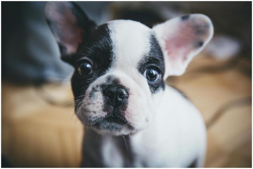 Close-up of a cute French Bulldog puppy captured i