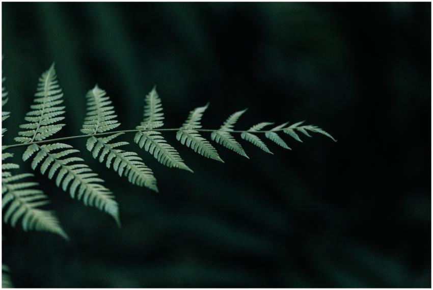 Detailed view of a fern leaf with soft lighting, c