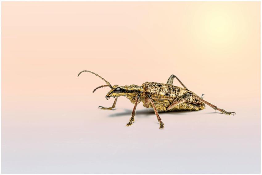 Macro shot of a black-spotted longhorn beetle isol