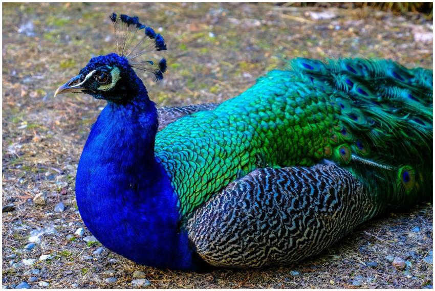 Close-up of a vivid peacock displaying its colorfu