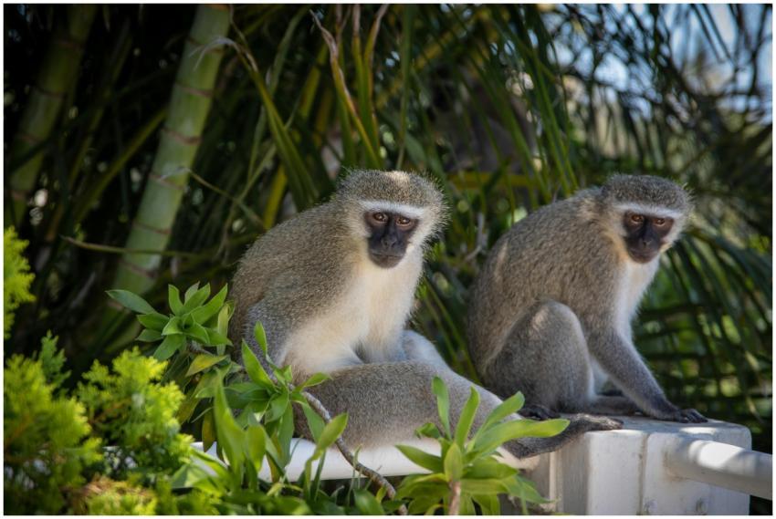 Two vervet monkeys sitting on a ledge in a lush ju