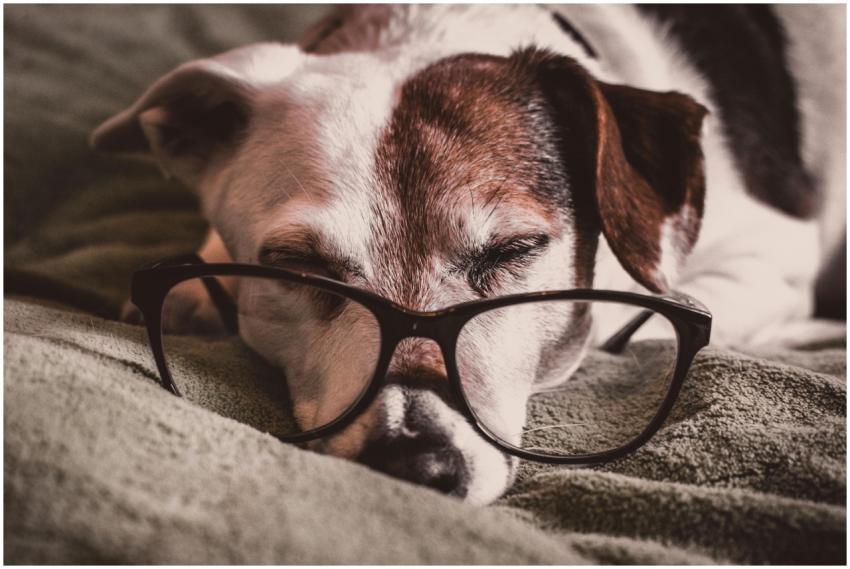 Cute Jack Russell Terrier wearing glasses while na