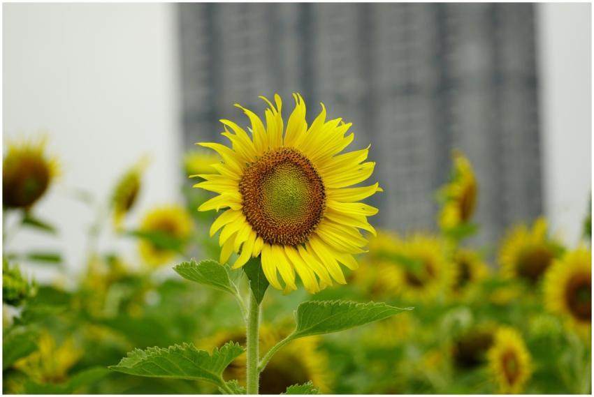 Beautiful sunflower in focus with blurred urban ba