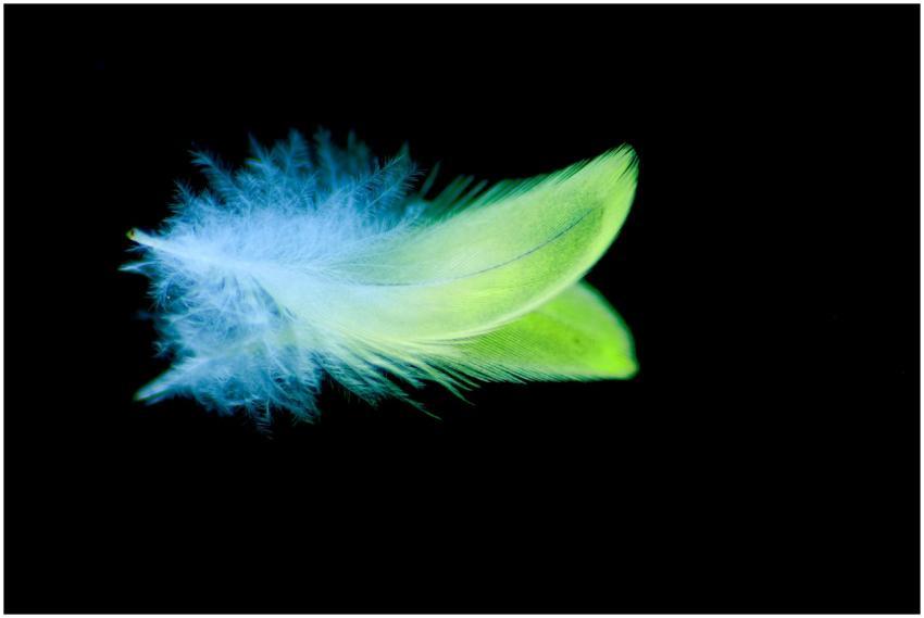 A close-up of a colorful feather with fine details